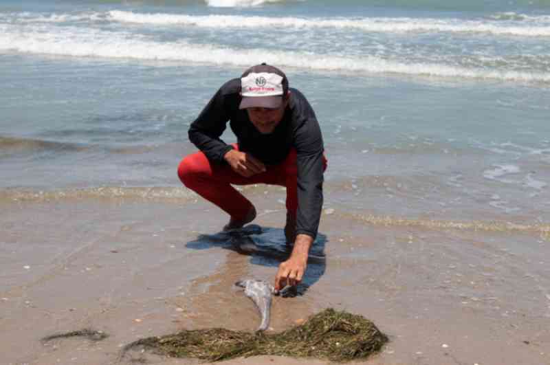 Óleo chega às praias de Peroba e Melancias de Baixo (CE) e animais são encontrados mortos