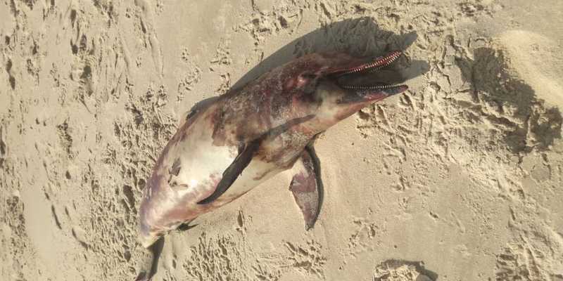 Golfinho com manchas de óleo é encontrado morto na Praia da Taíba, no Ceará