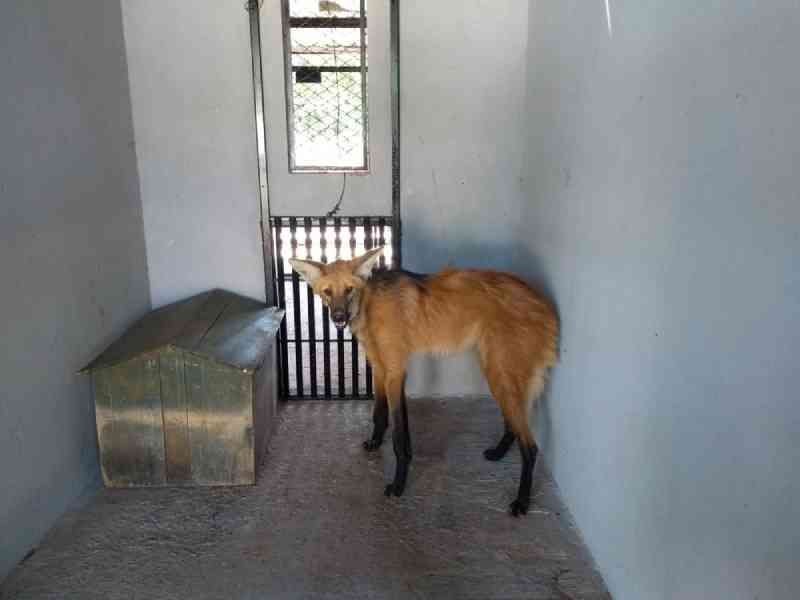 Lobo-guará foge do zoológico de Brasília (DF) enquanto passava por tratamento veterinário