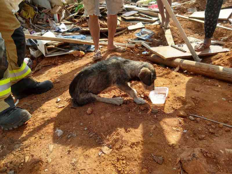 Cadela é resgatada dos escombros de derrubada em Sobradinho, no DF
