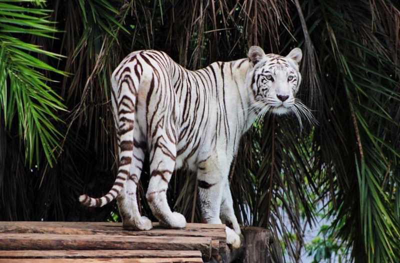 MP investiga mortes dos tigres Dandy e Maya no zoo de Brasília