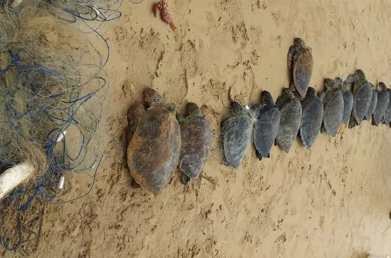 Catorze tartarugas mortas são encontradas em praia da Serra, ES