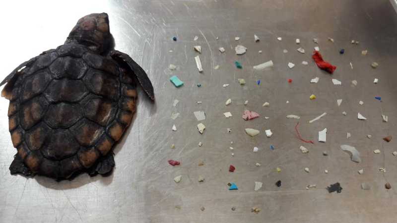 Tartaruga bebê é encontrada morta com 104 pedaços de plástico em praia do sul da Flórida, nos EUA