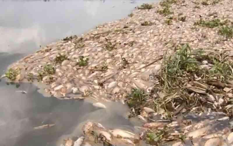 Laudo aponta baixa oxigenação da água como causa da morte de centenas de peixes, em Piracanjuba, GO
