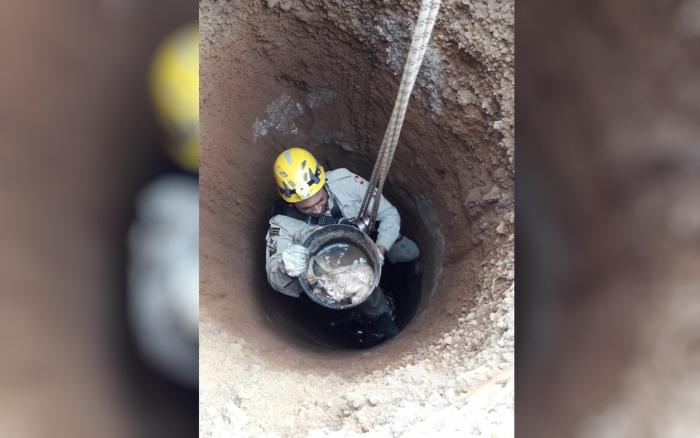 Gato é resgatado após cair dentro de cisterna de 20 metros de profundidade, em Anápolis, GO