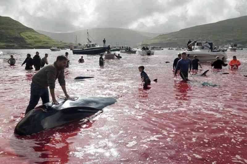 Banho de sangue: mais de 100 baleias são massacradas em ritual; imagens fortes