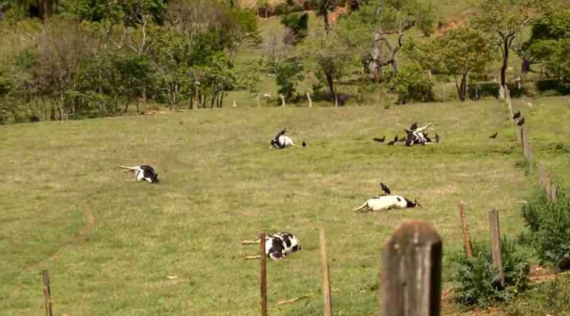 Polícia investiga suspeita de envenenamento de vacas em sítio de Caldas, MG