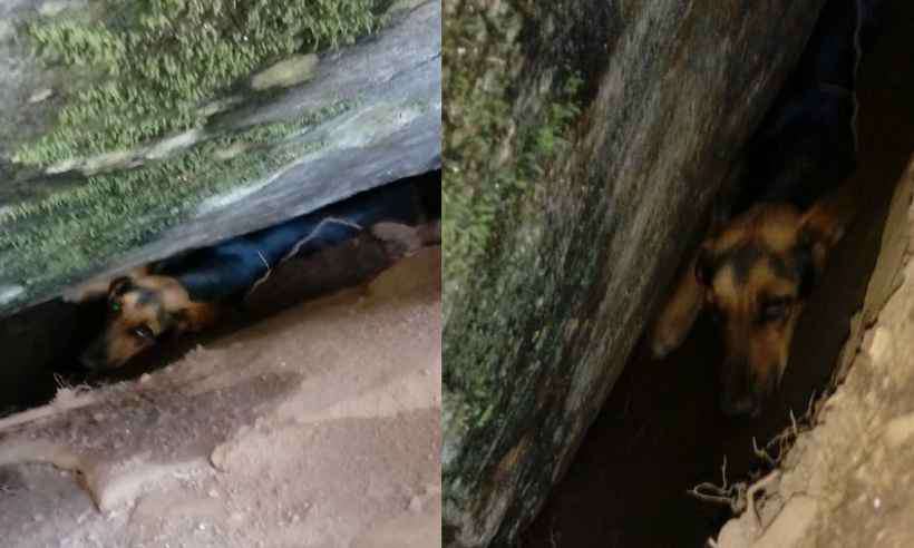 Bombeiros escalam monte e resgatam cão que estava preso em vala há quase uma semana em Minas Gerais