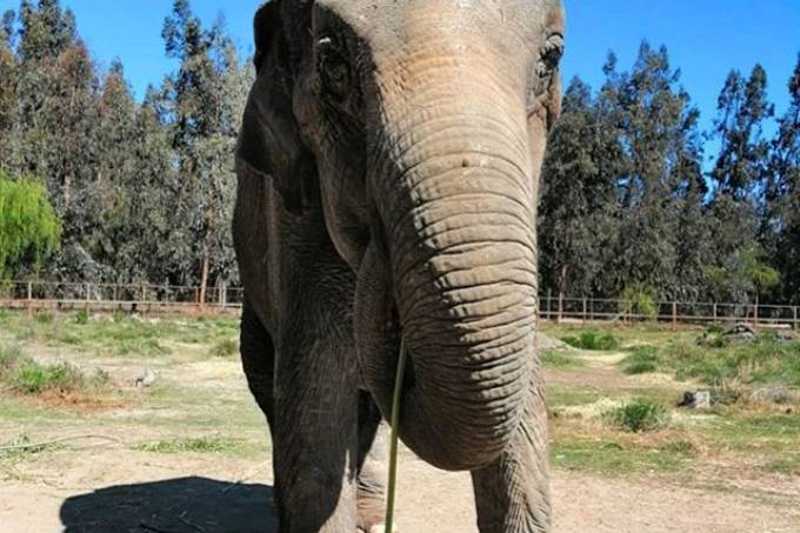 Vítima de maus-tratos, Ramba chega a santuário de elefantes