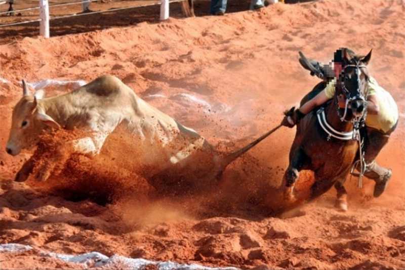 Contra rodeios e vaquejadas, MPE propõe ação para barrar manejo de animais em eventos em Mato Grosso