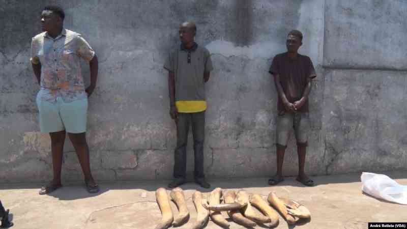 Polícia moçambicana revela aumento de tráfico de marfim