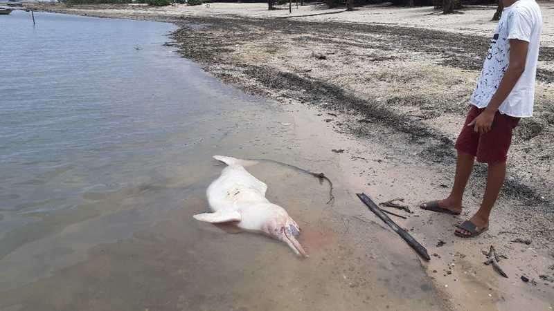 Boto é encontrado morto na praia do Juá em Santarém, PA; Suspeita que morte esteja relacionada à pesca predatória