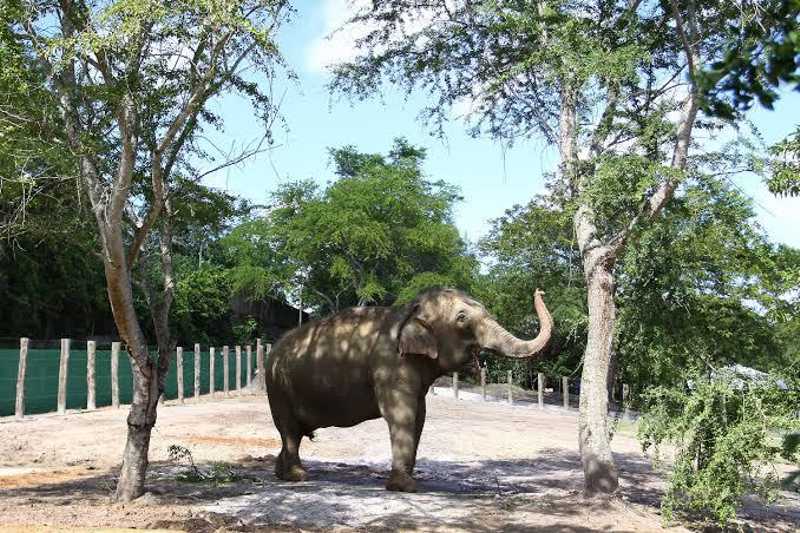 Santuário dos Elefantes vê ‘gravidade’ em saúde de Lady e PMJP descarta maus-tratos