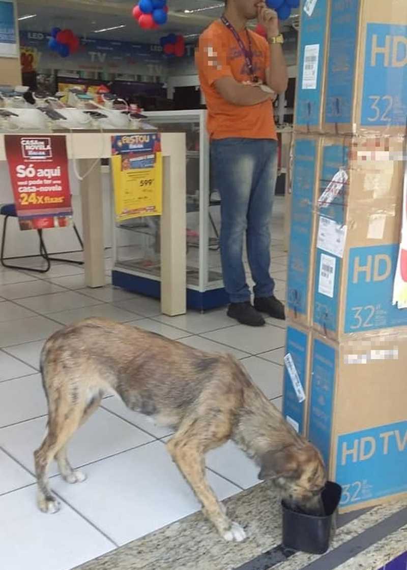 Funcionários de loja abrigam cadela de rua e fazem campanha de adoção em Teresina, PI