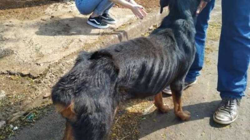 Rottweiler esquelética e filhotes são resgatados em Apucarana, PR