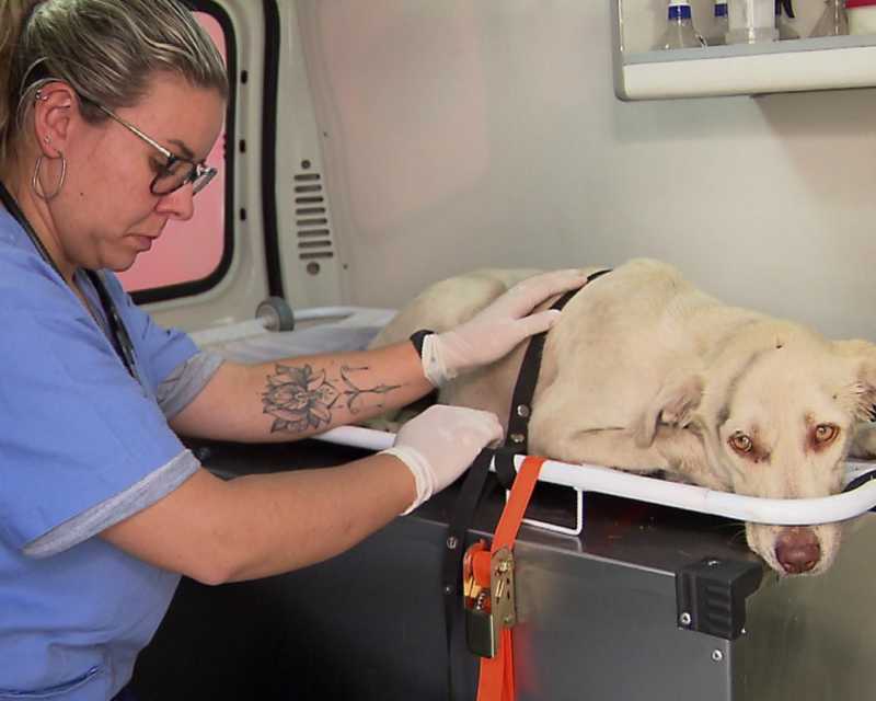 ‘Samu veterinário’ atende cerca de seis ocorrências por dia em Curitiba