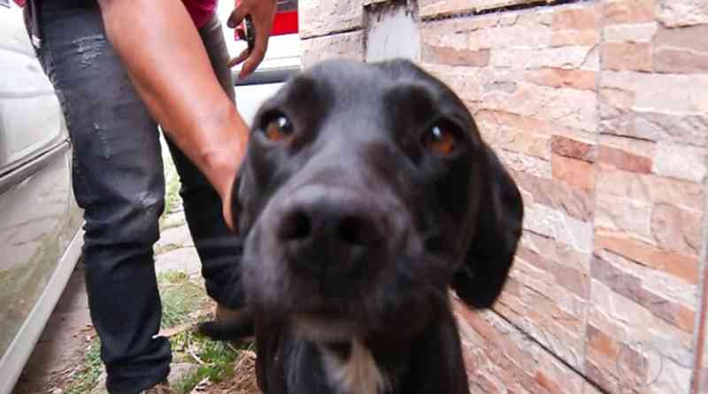 Montanhista salva cão preso em paredão de pedra: ‘Não conseguia dormir sabendo que ele estava lá’