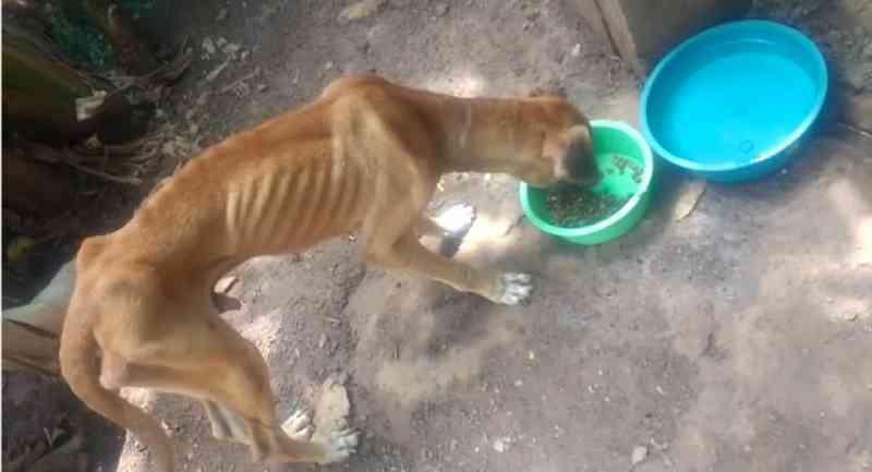 Instituto Vitoria dos Animais resgata cães em residência em estado de maus-tratos e desnutrição em Jaru, RO