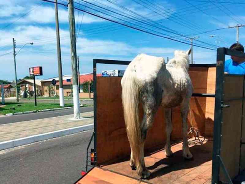 Cavalo vítima de maus-tratos é resgatado em Osório, RS