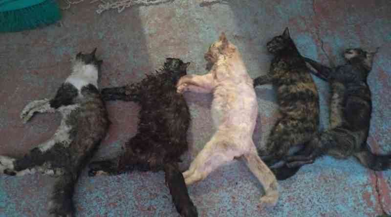 Crueldade: Seis gatos são mortos envenenados em Tramandaí, RS