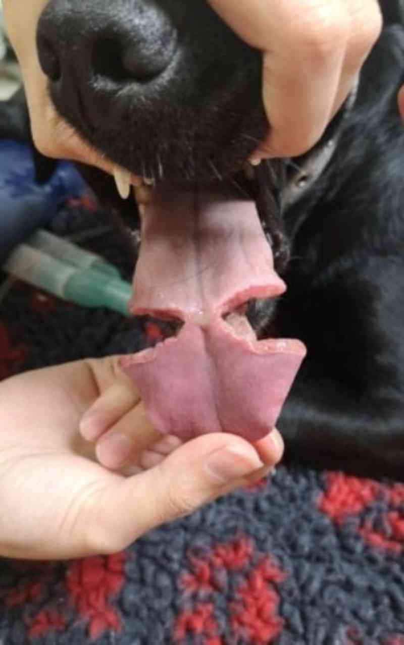 Cachorro rasga língua após sofrer acidente com bola de borracha