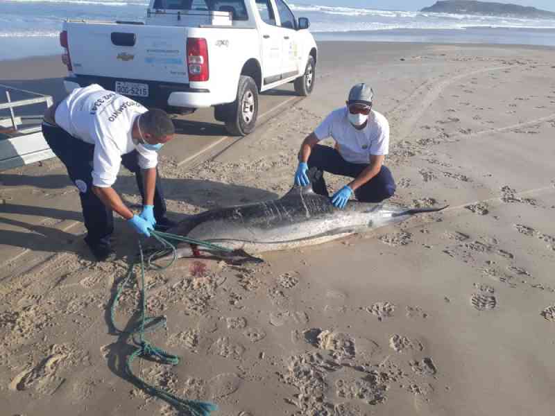 Golfinho-listrado é encontrado morto em praia de Laguna, SC