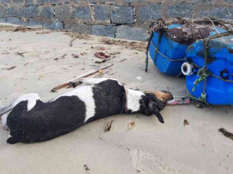 Cachorro amarrado em boias aparece morto na praia das Vieiras, em Porto Belo, SC