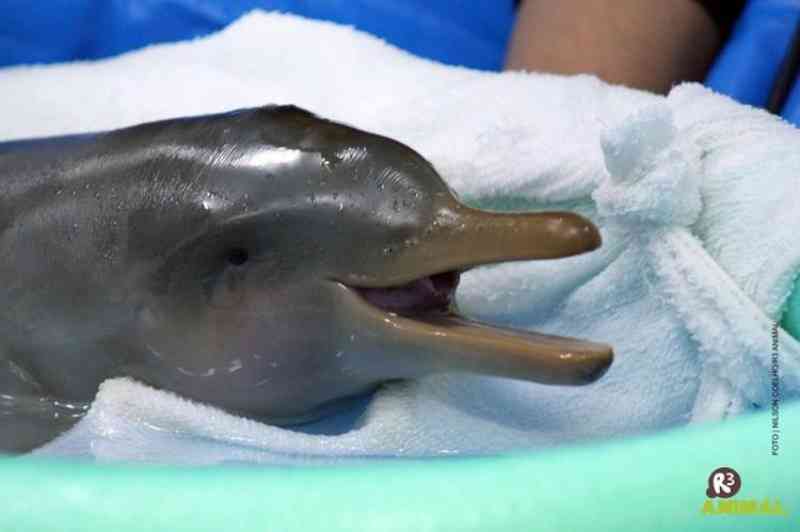 Filhote de toninha é resgatado, mas morre antes de reabilitação em Santa Catarina