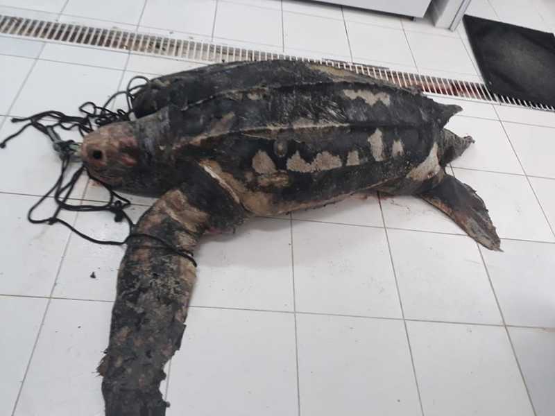 Tartarugas estavam em avançado estado de decomposição, o que dificulta causa das mortes — Foto: PMP e Udesc/Divulgação