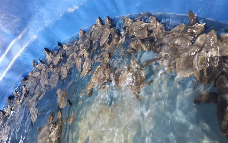 TAMAR suspende soltura de tartarugas por causa das manchas de óleo no litoral de SE