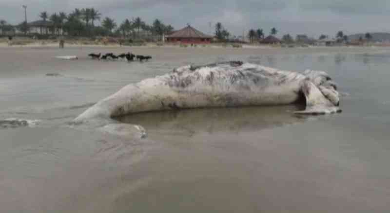 Baleia-jubarte de oito metros é achada morta em praia no litoral de SP