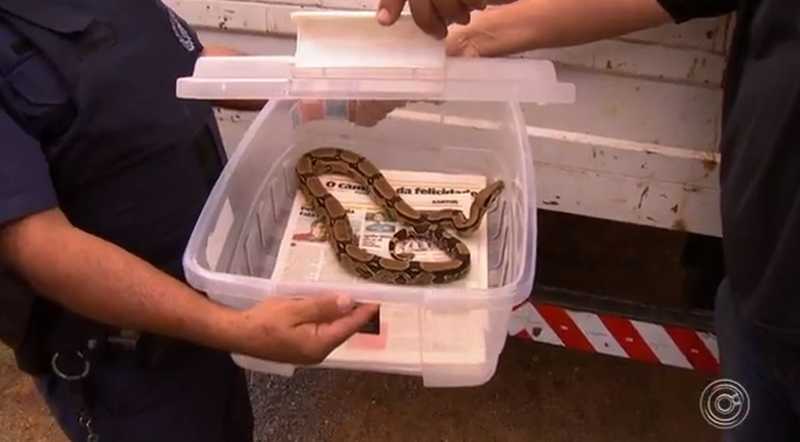 Algumas cobras foram encontradas em uma das propriedades em Araçoiaba da Serra (SP) — Foto: Reprodução/TV TEM