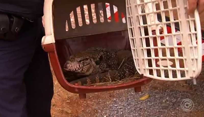 Até um lagarto foi encontrado em uma das propriedades em Araçoiaba da Serra (SP) — Foto: Reprodução/TV TEM