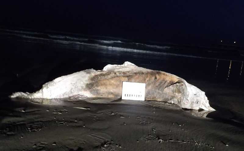 Golfinho é encontrado morto perto da Plataforma de Pesca de Mongaguá, SP