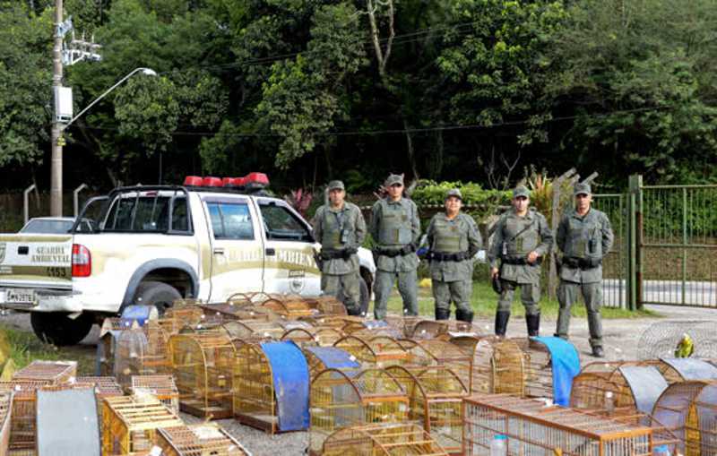 Guarda de São Bernardo (SP) resgata cerca de 80 aves vítimas de maus-tratos