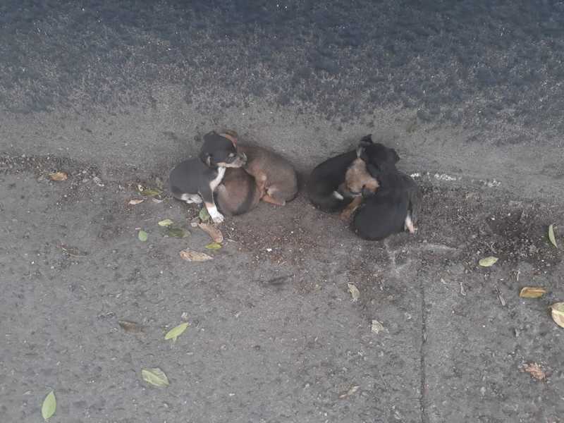 Mulher abandona filhotes de cães em rua de Suzano, SP; veja vídeo