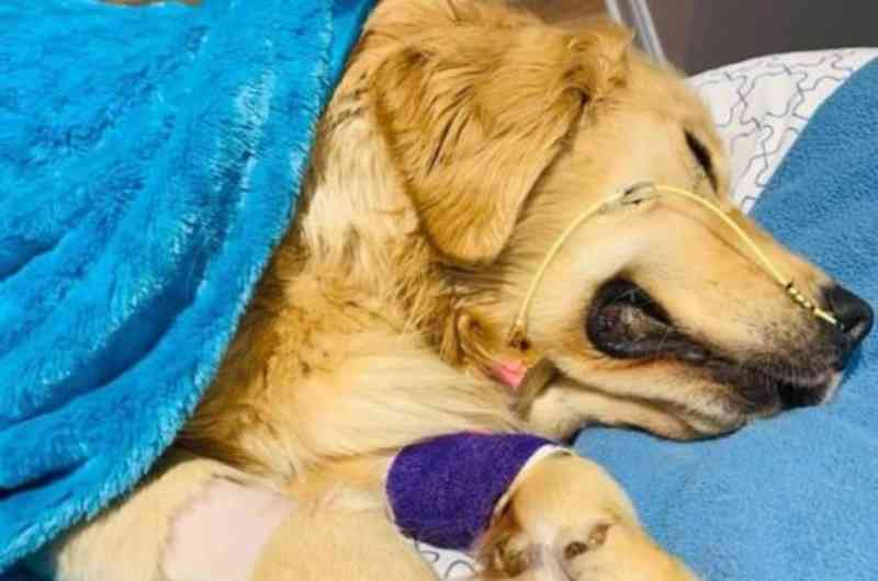 Tutora faz alerta após cão morrer com brinquedo de corda