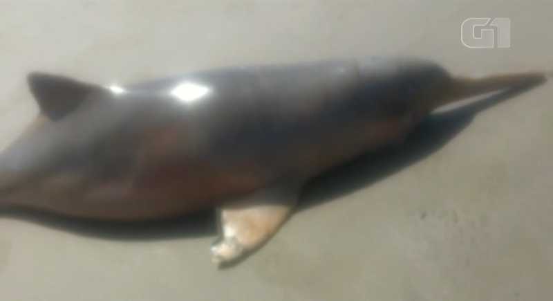 Golfinho é achado morto com lesões causadas por rede de pesca em SP