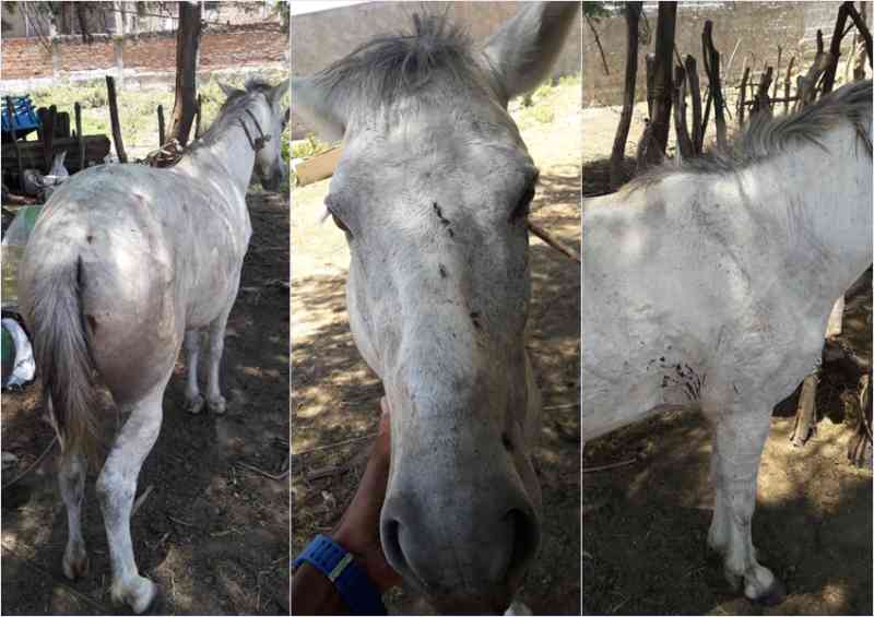 Homem é flagrado maltratando cavalo em Livramento de Nossa Senhora, BA; veja vídeo