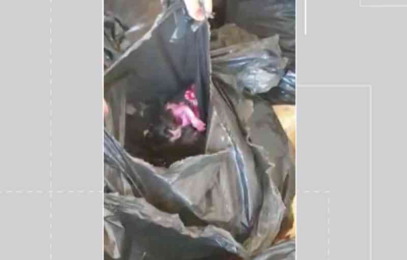 Diretor de resort na BA diz que gatinhos achados presos em saco de lixo no local foram colocados por funcionário; ele foi afastado