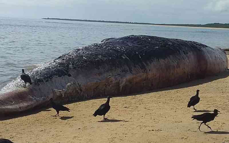 Baleia é encontrada morta em praia do extremo sul da Bahia