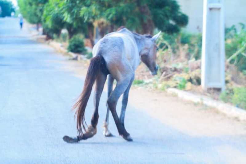 Cavalo com a pata quebrada é abandonado em Ibotirama, BA