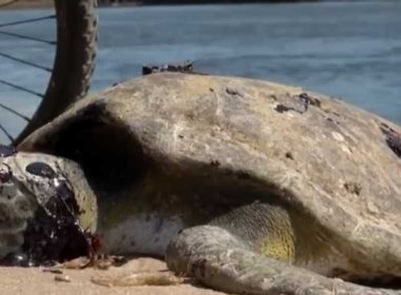 Tartaruga é encontrada morta e com manchas de óleo no corpo em Ilhéus, BA