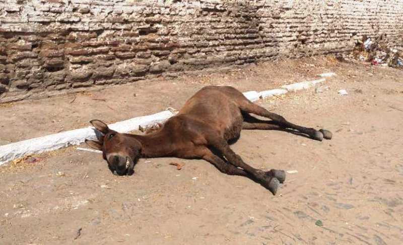 Morte de burro por maus-tratos em Quixadá (CE) repercute nas redes sociais; tutor é procurado