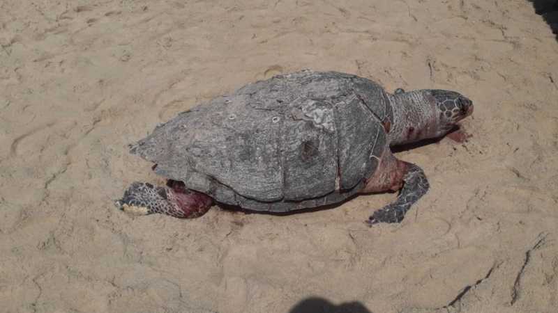 Tartaruga é encontrada morta na praia da Taíba, no Ceará; animal não tinha vestígios de óleo, segundo biólogos