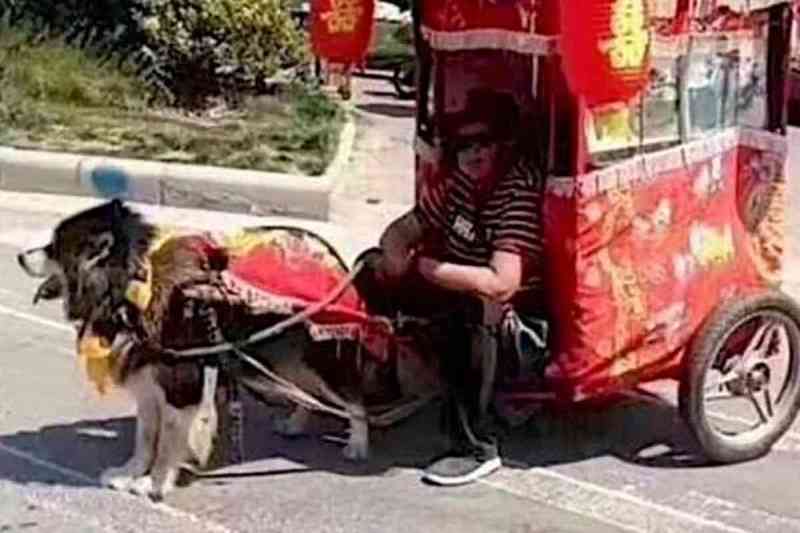 O boom dos taxi-dog: cães obrigados a transportar turistas na China