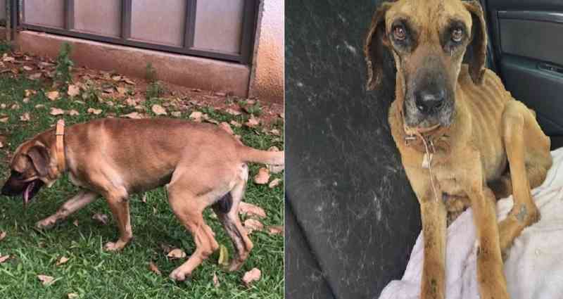 Cachorro morre após ser adotado e passar por maus-tratos no DF
