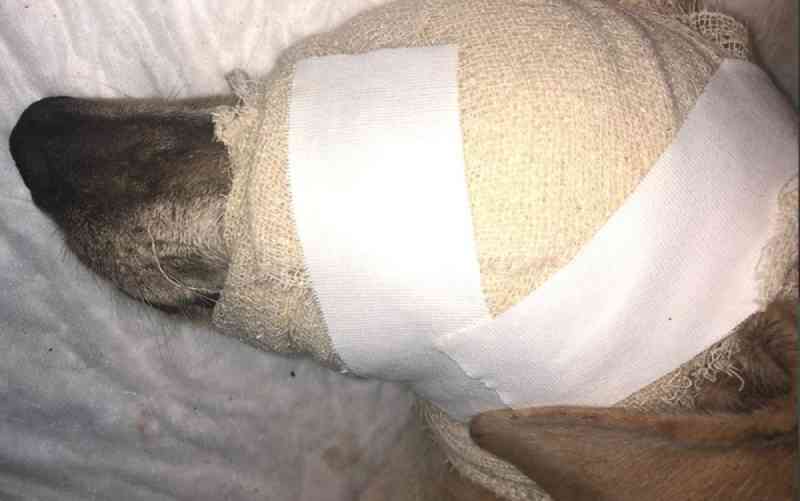 Cachorra é encontrada com olhos perfurados e sinais de maus-tratos, em Jataí, GO