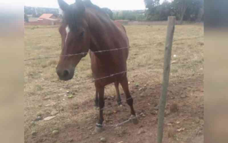 Cavalo é encontrado com patas acorrentadas, em Morrinhos, GO
