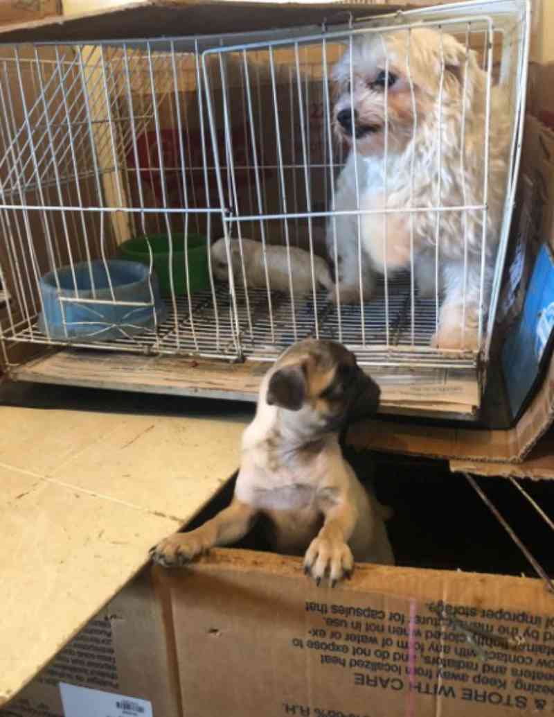 Polícia resgata cães de maus-tratos cometidos em canil clandestino, em Ribeirão das Neves, MG